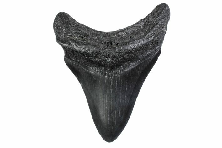 Fossil Megalodon Tooth - South Carolina #370450